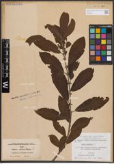 Foto von Salix cinerea L.
